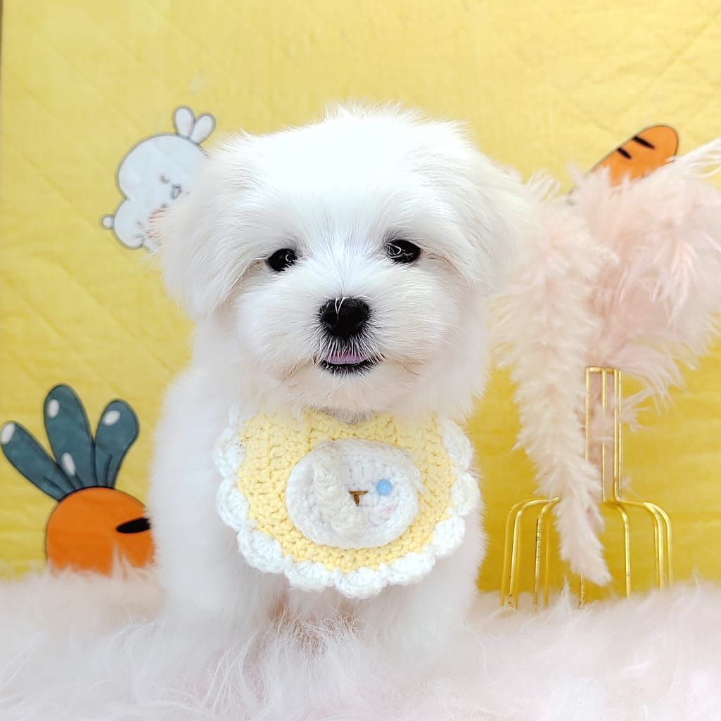 Maltese 马尔济斯