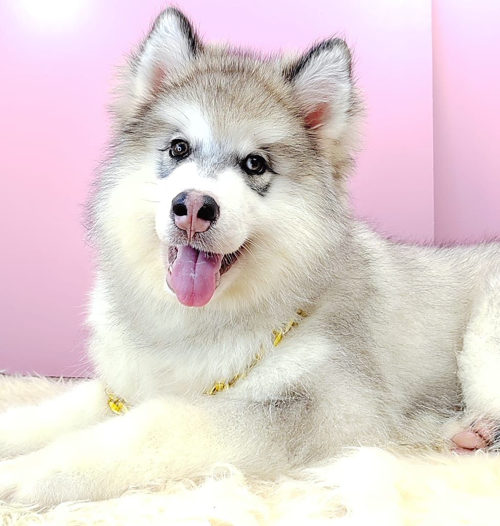 Wooly Malamute 长毛哈士奇加阿拉斯加