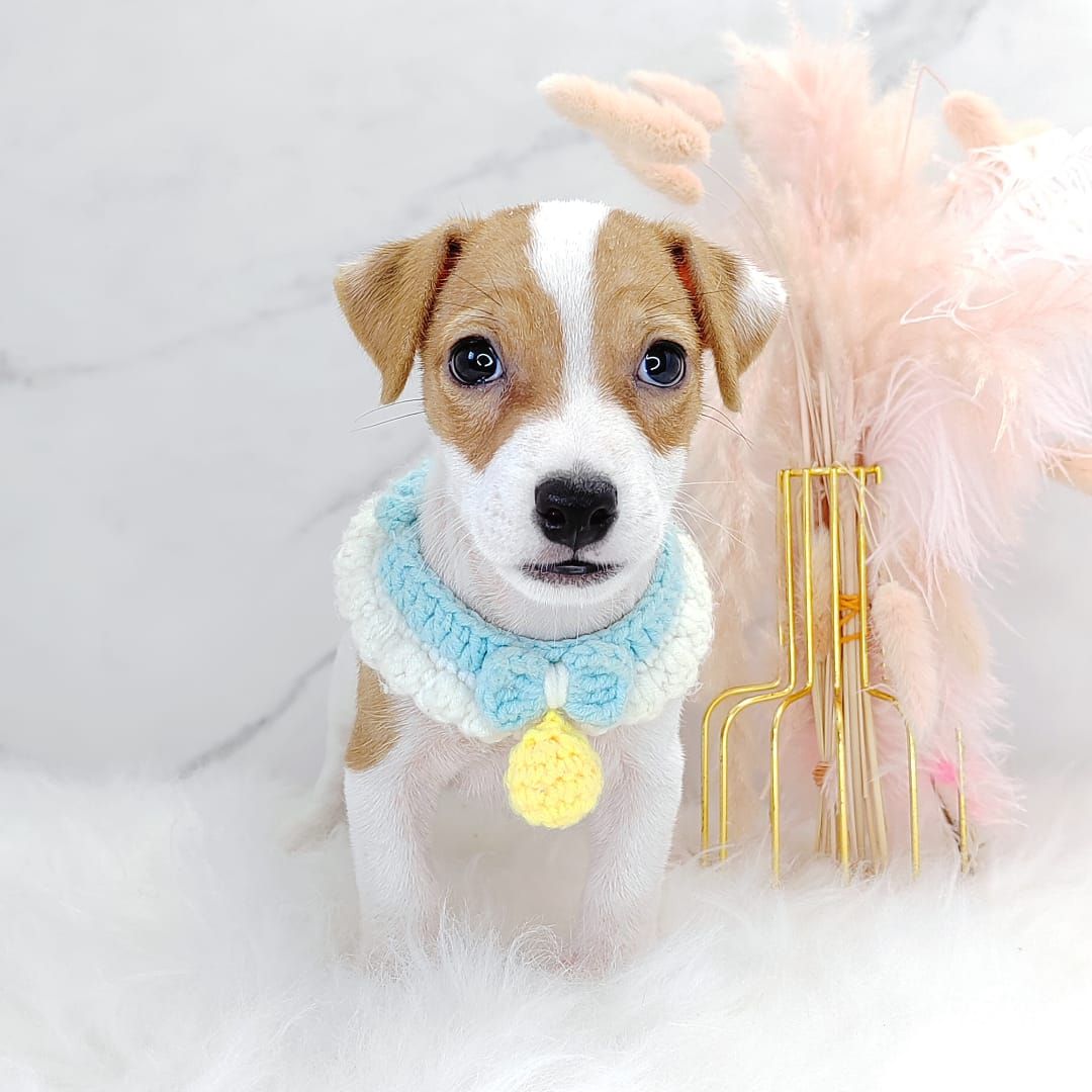 Jack Russell Terrier 杰克罗素梗