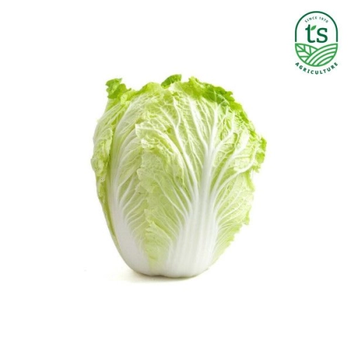 Chinese Cabbage 1000gm+-