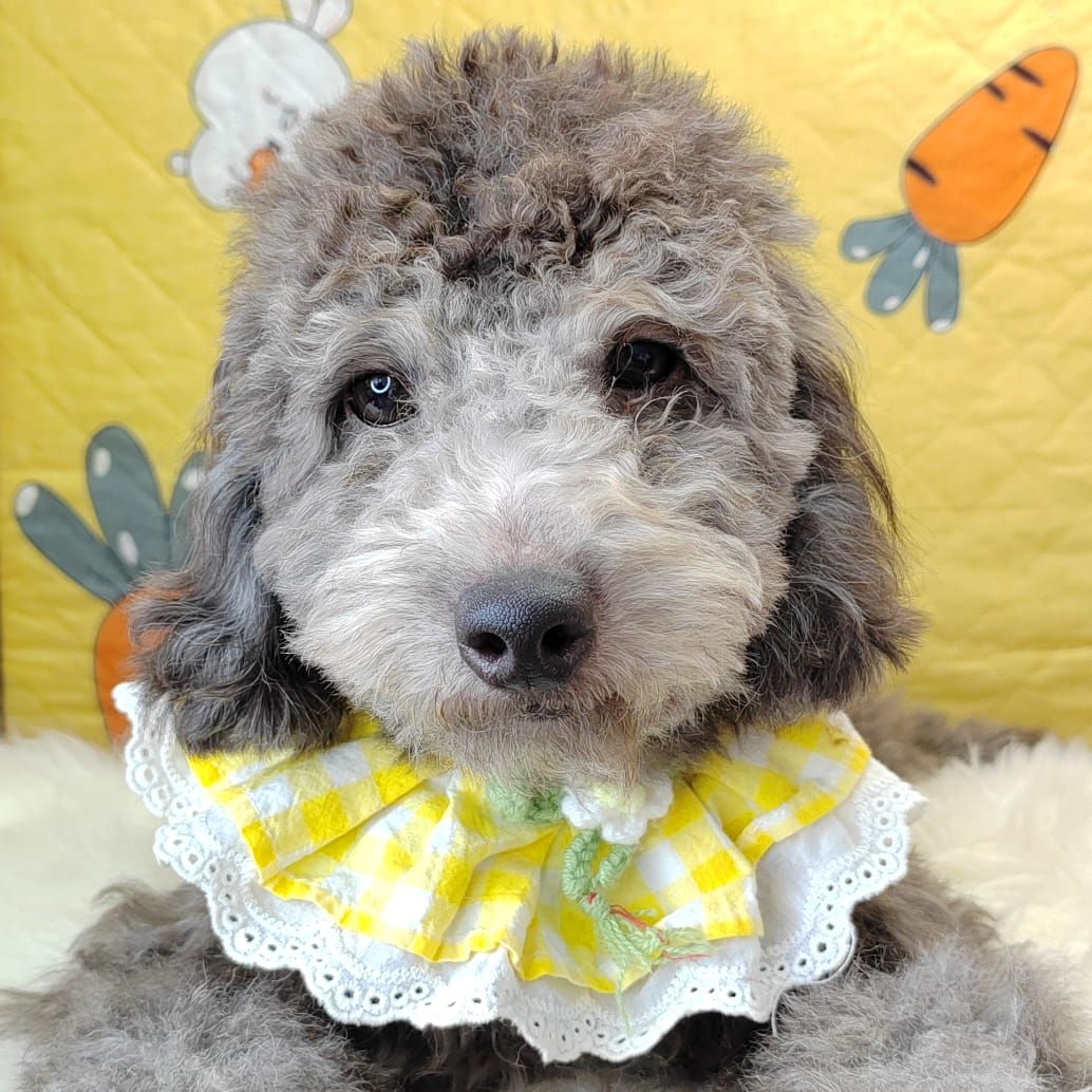 Poodle 娉拌开璐靛