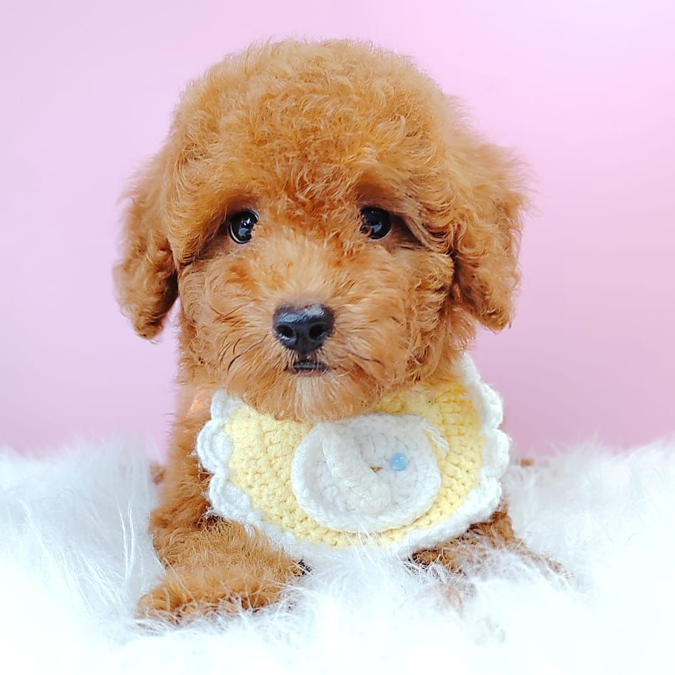 Poodle 娉拌开璐靛