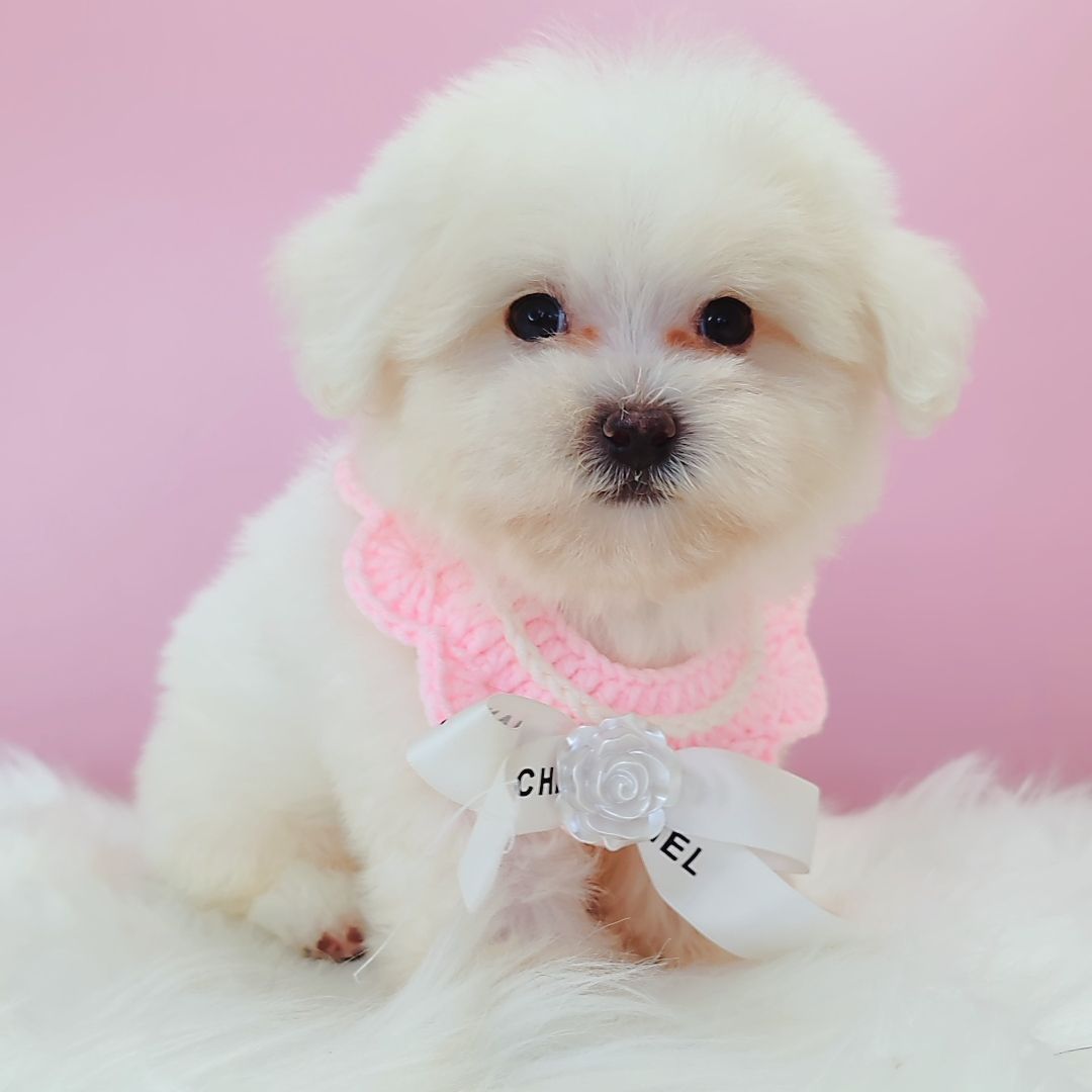 Maltipoo 马尔泰迪