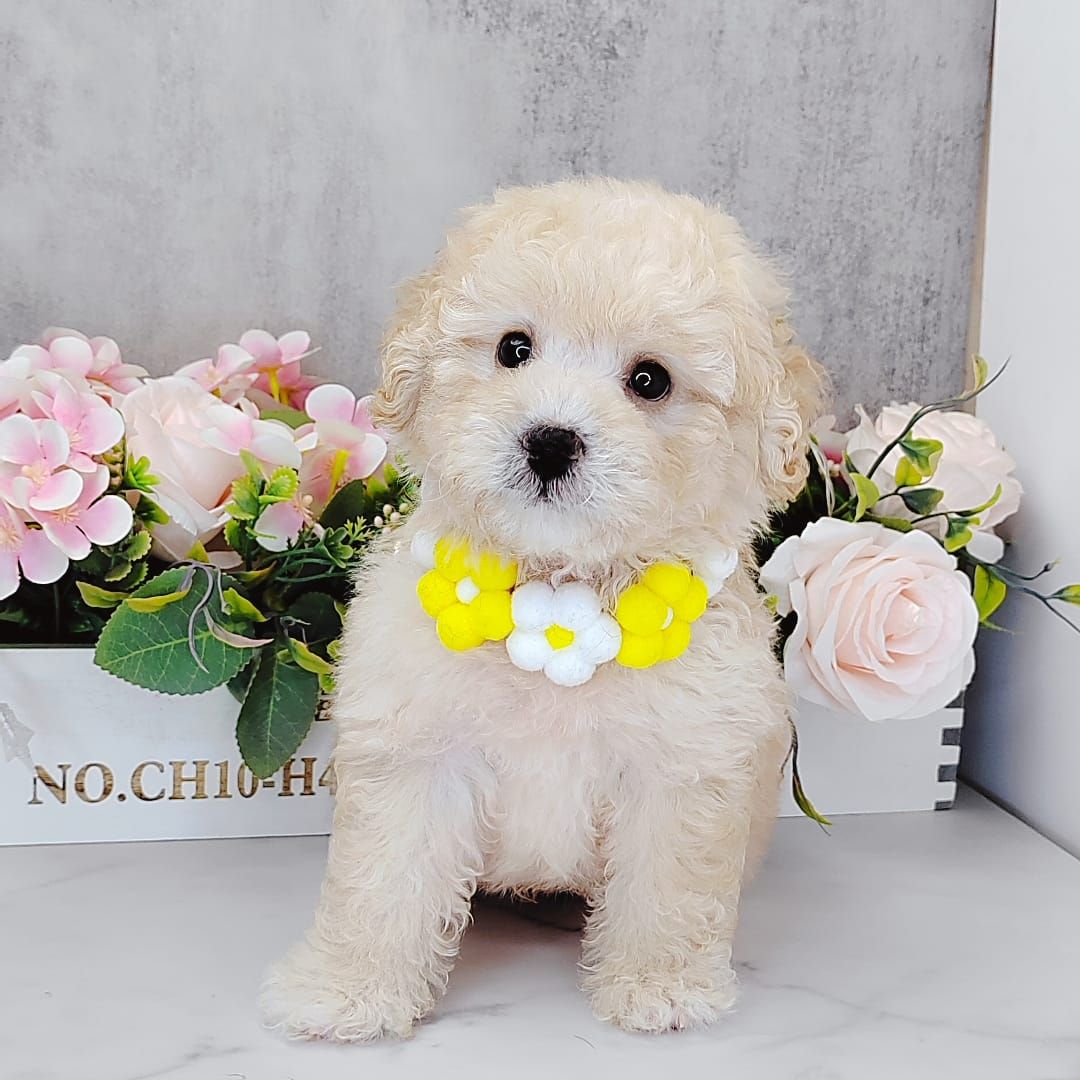 Poodle 娉拌开璐靛
