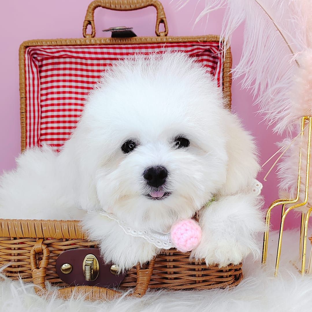 Maltipoo 马尔泰迪