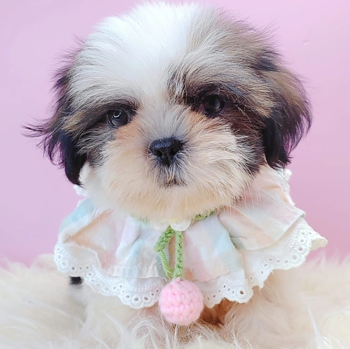 Shih Tzu ʩ - FURGATHER DESTINY PET HOUSE