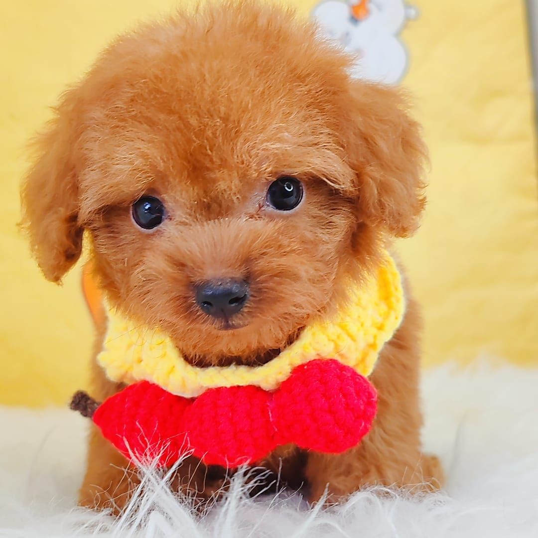 Poodle 娉拌开璐靛