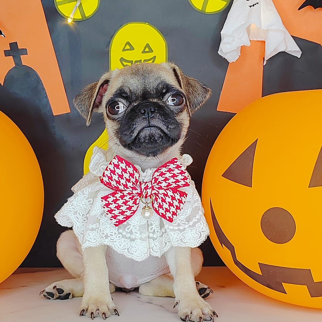 Pug 巴哥