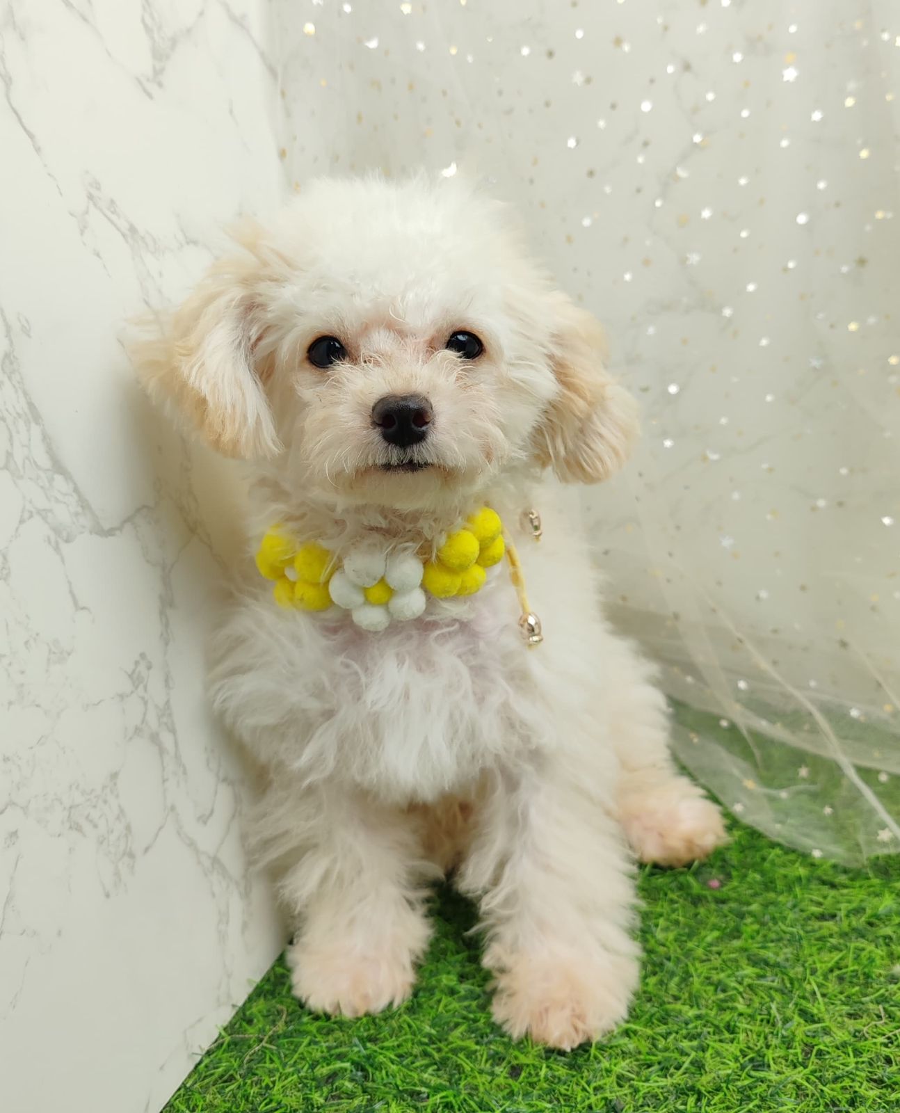 Poodle 娉拌开璐靛