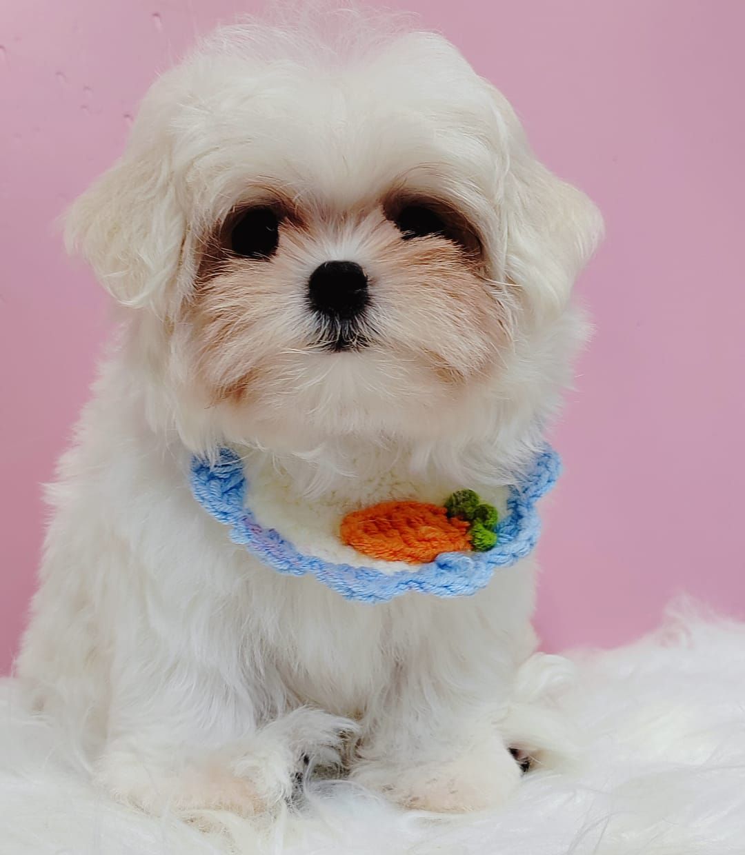 Maltese 马尔济斯