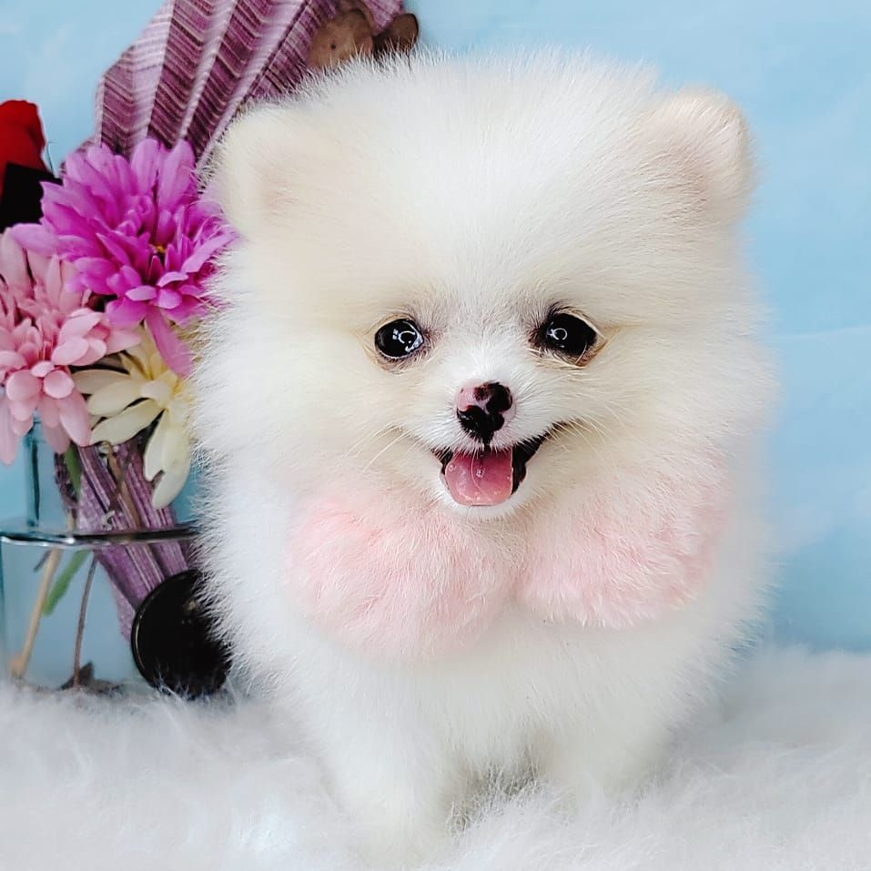 Pomeranian 博美