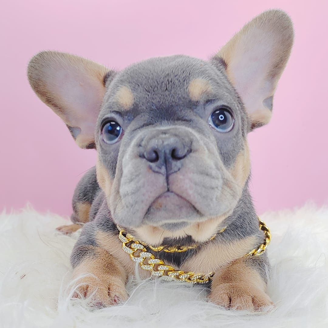 French Bulldog 法斗