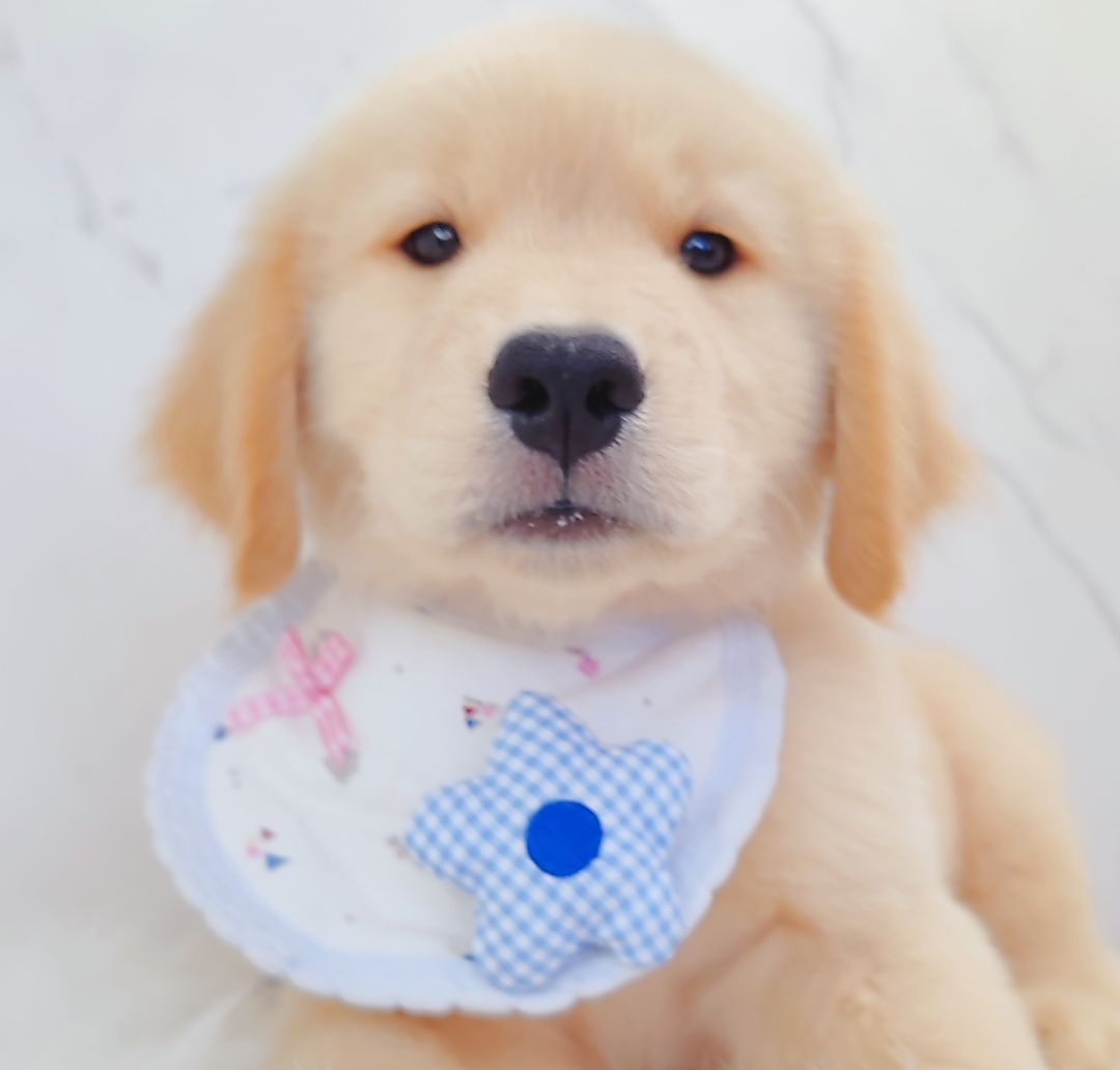 Golden Retriever 黄金猎犬
