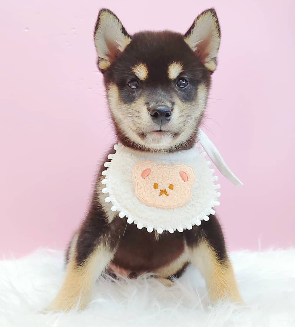 Shiba Inu 柴犬