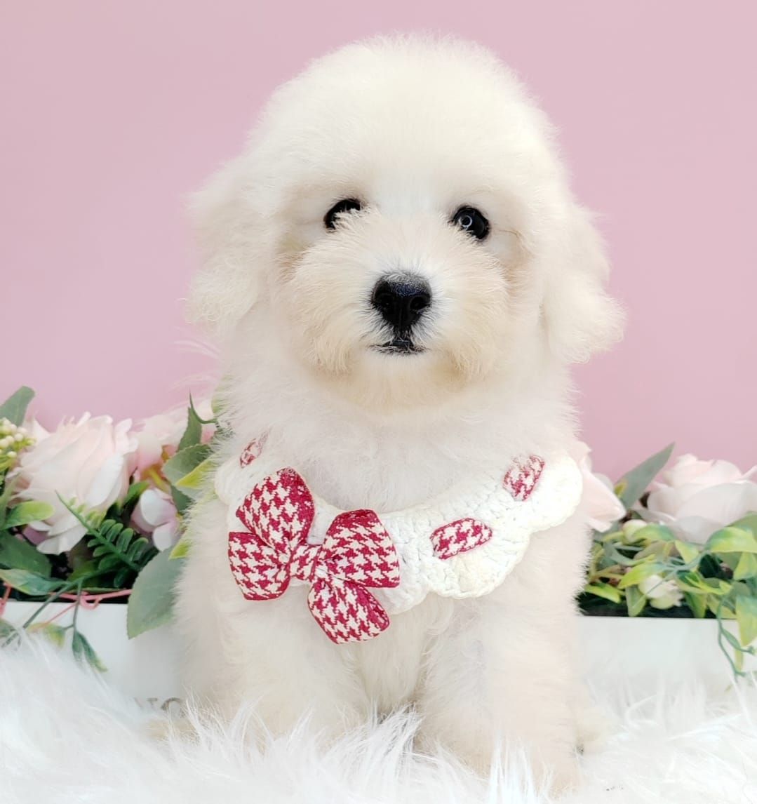Poodle 娉拌开璐靛