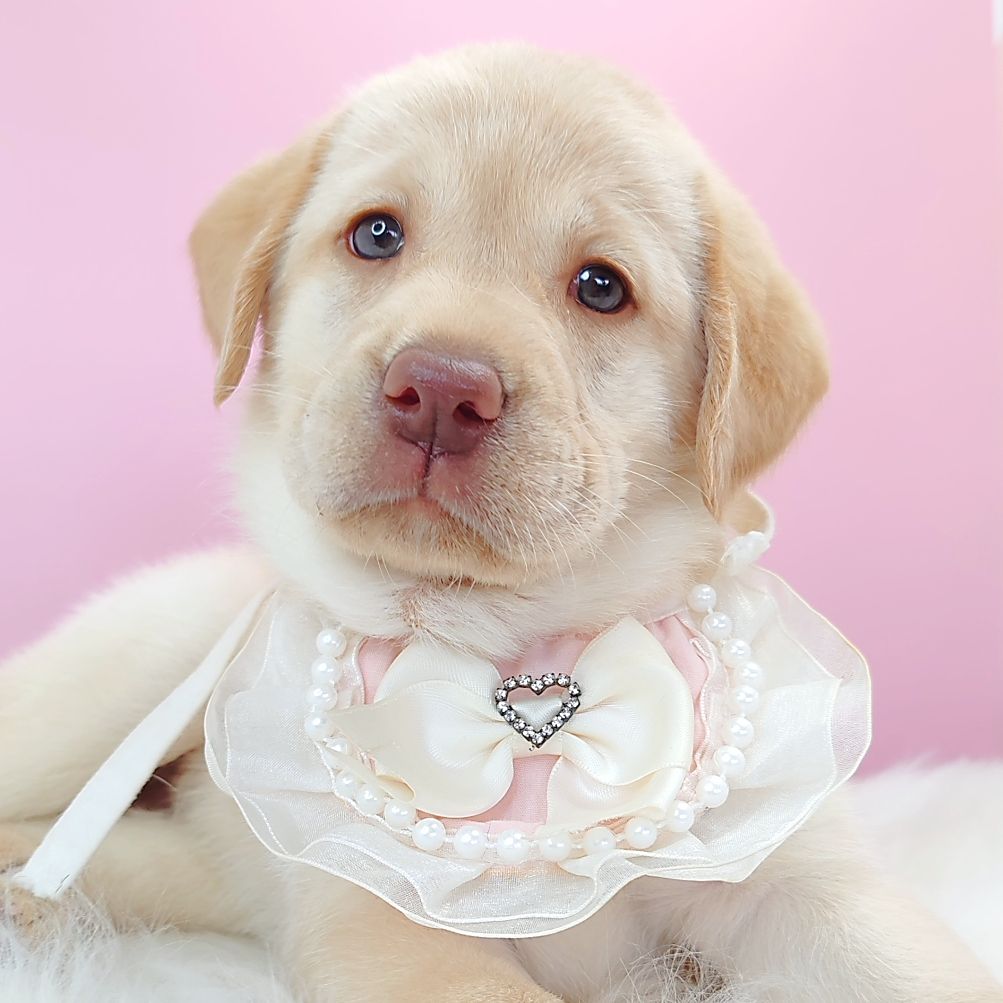 Labrador Retriever 拉布拉多