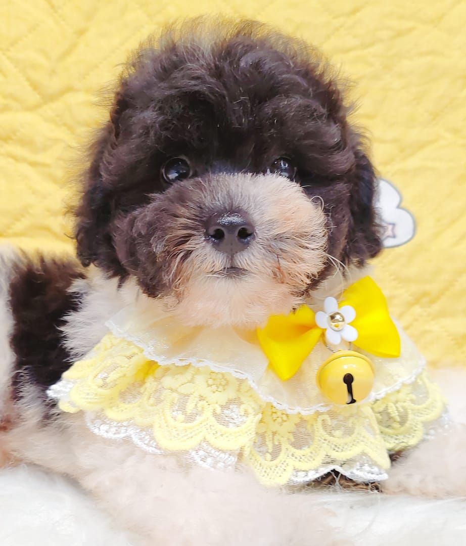 Poodle 璐靛娉拌开