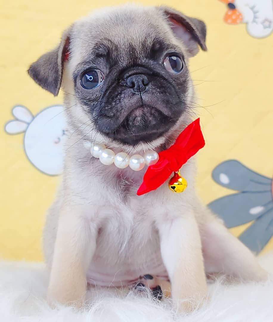 Pug 巴哥