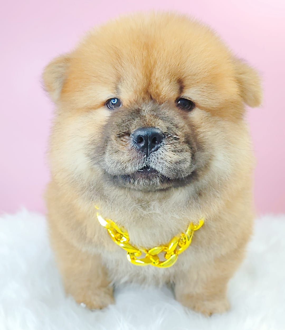 Chow Chow 松狮犬