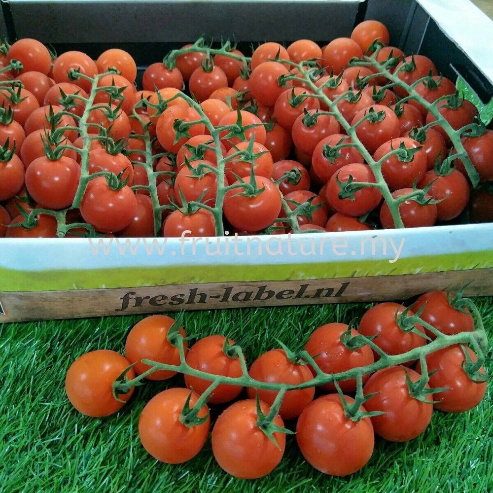 Holland Tomato