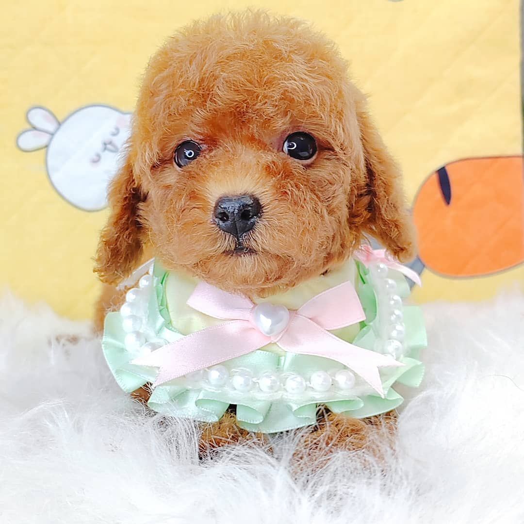 Poodle 娉拌开璐靛