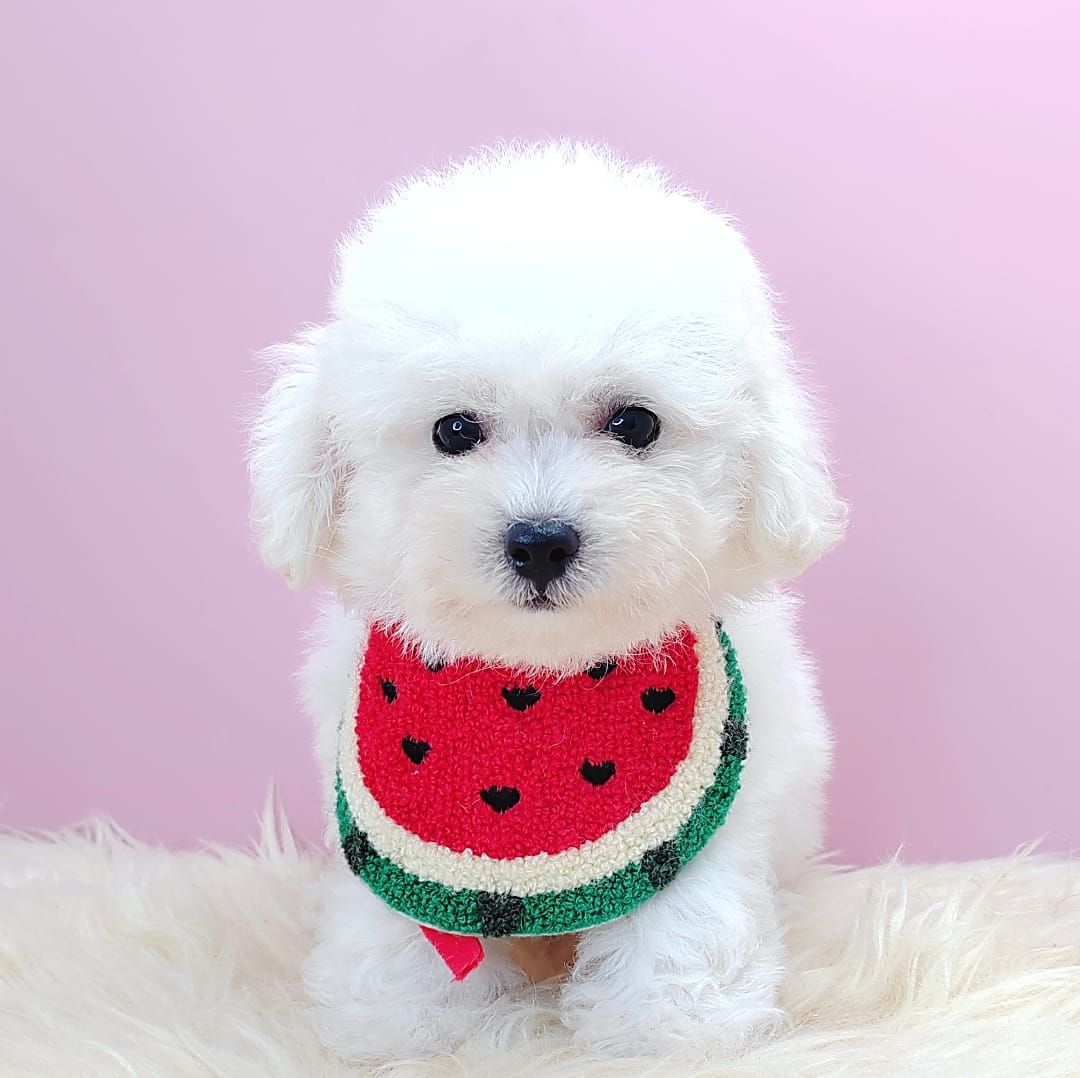 Poodle 娉拌开璐靛