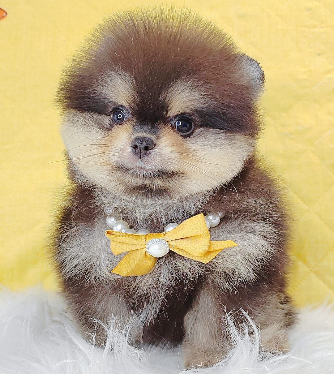 Pomeranian 博美
