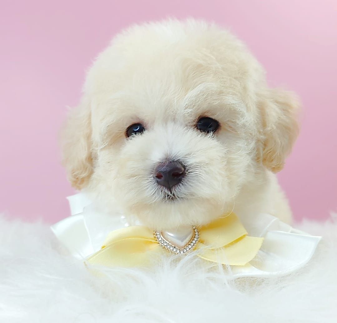 Maltipoo 马尔泰迪