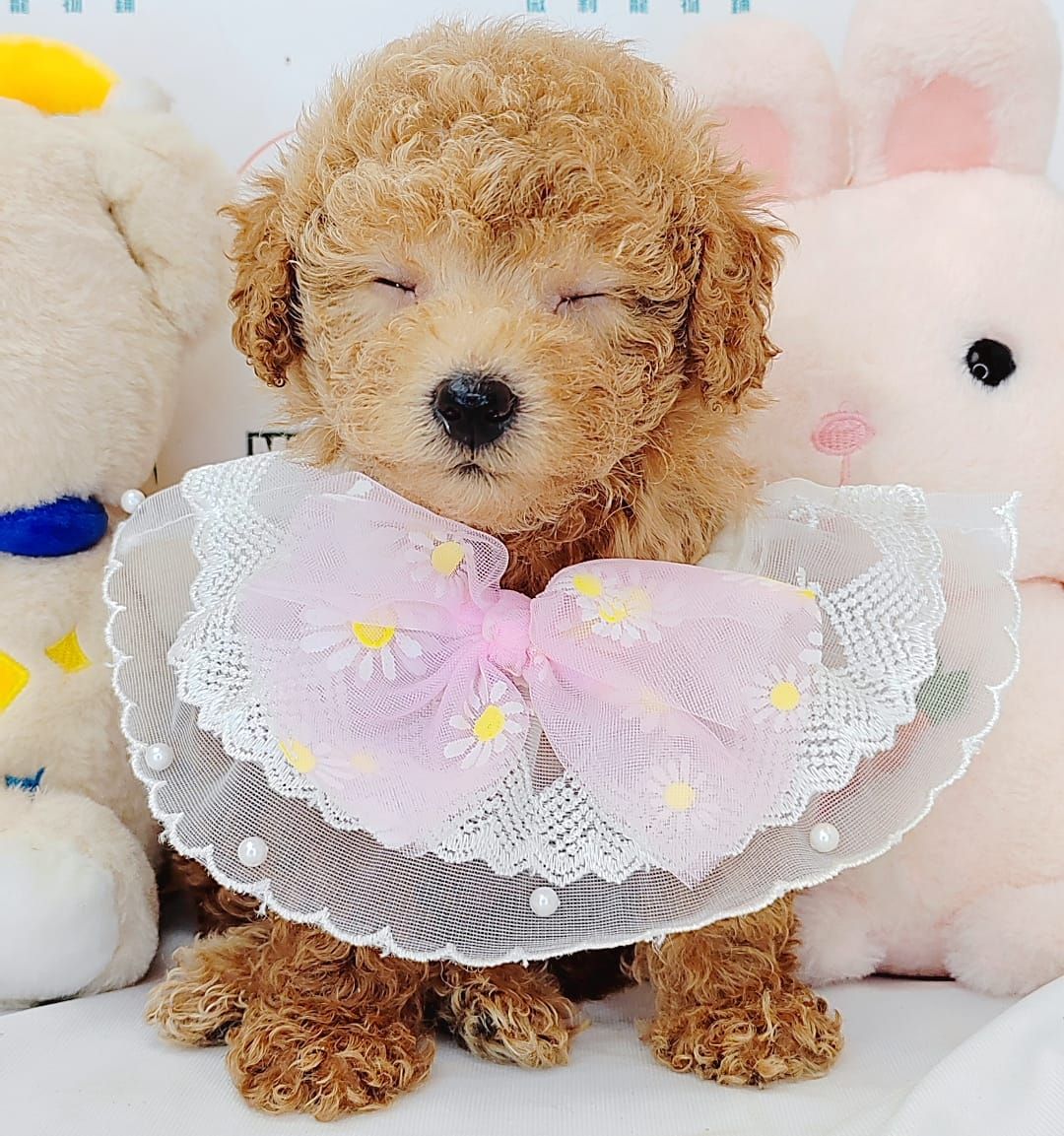 Poodle 娉拌开璐靛