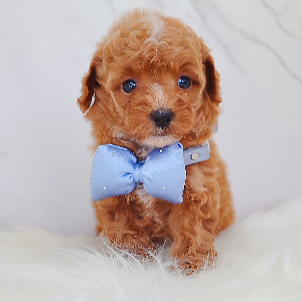 Poodle 娉拌开璐靛