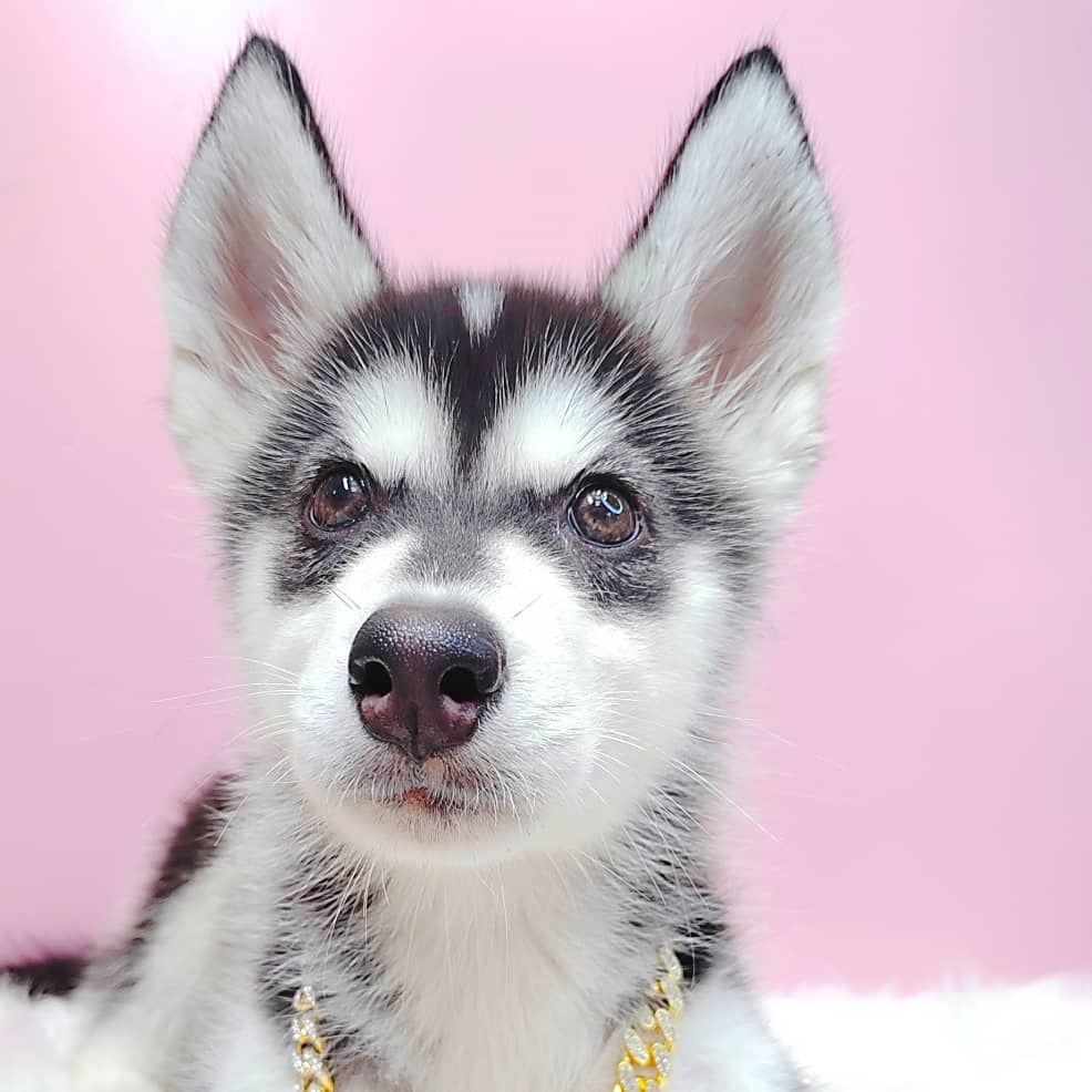 Pomsky 博士奇