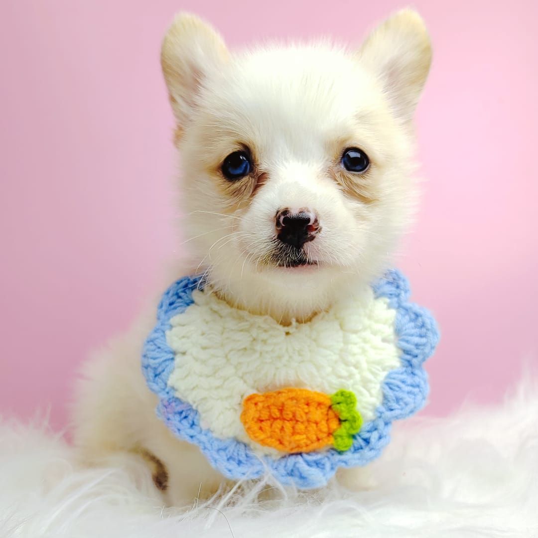 Corgi 柯基