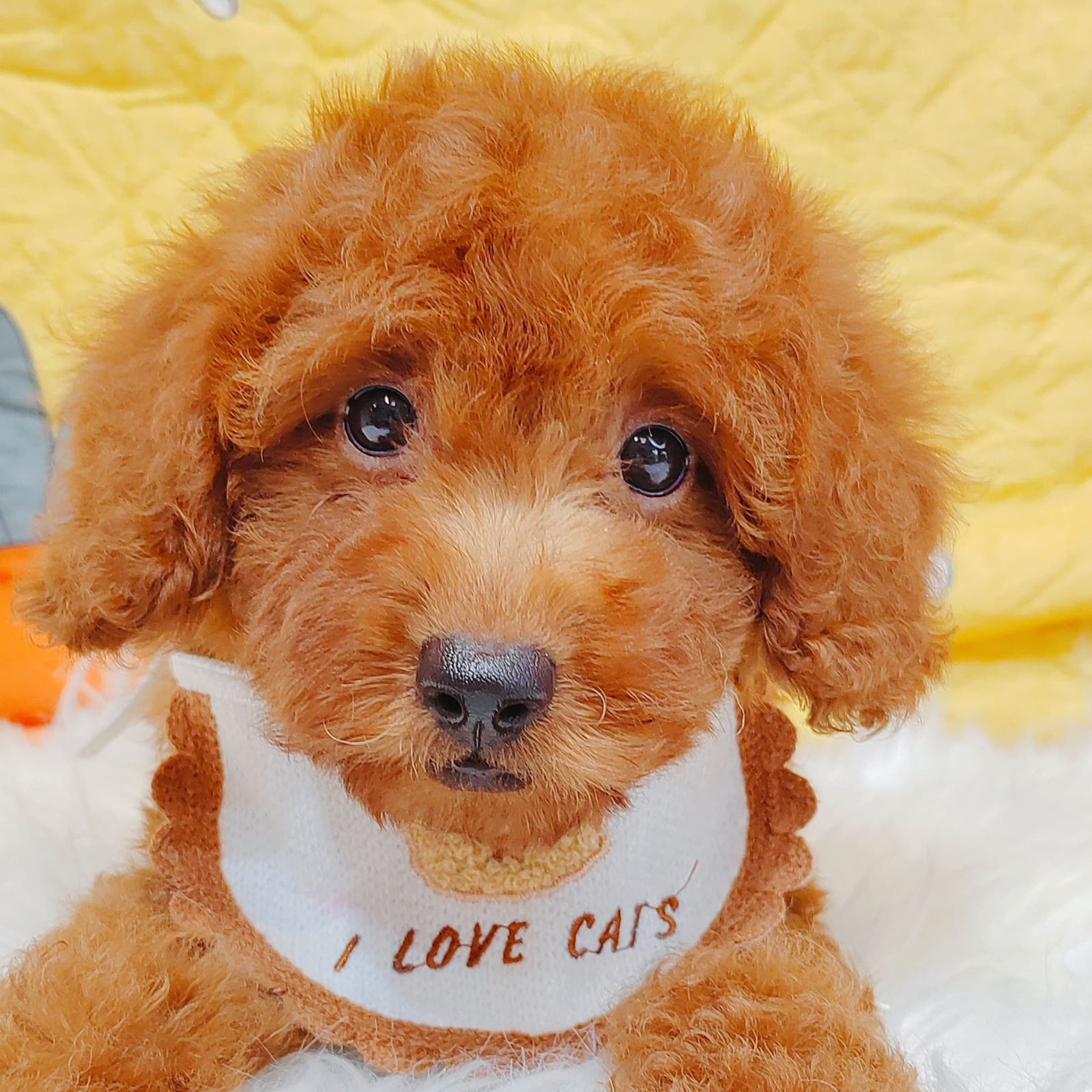 Poodle 璐靛娉拌开