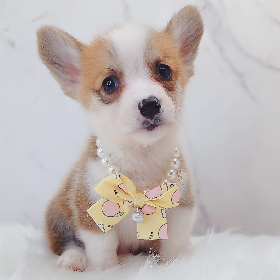 Corgi 柯基