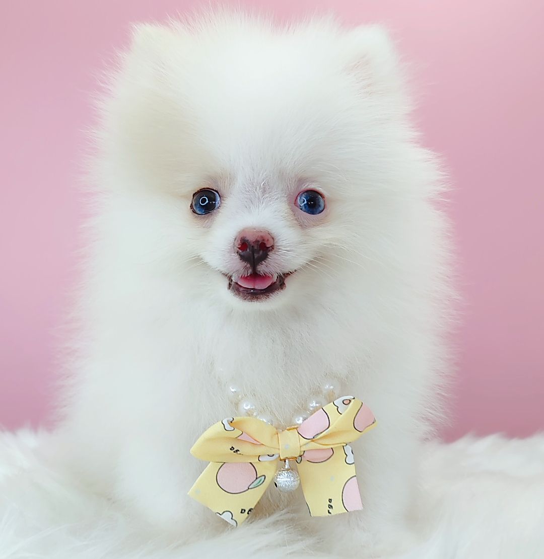 Pomeranian 博美