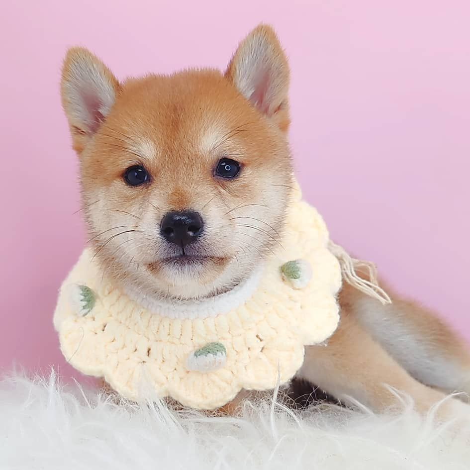 Shiba Inu 柴犬