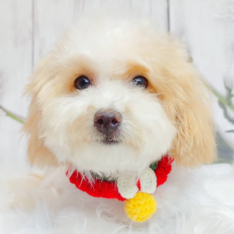 Maltipoo 马尔泰迪