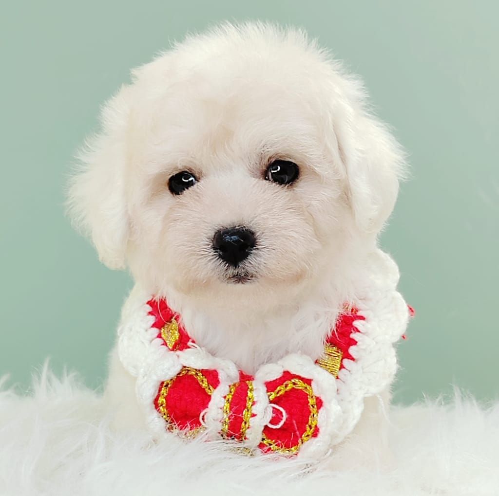 Bichon 比熊