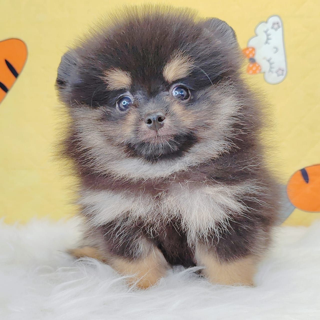 Pomeranian 博美