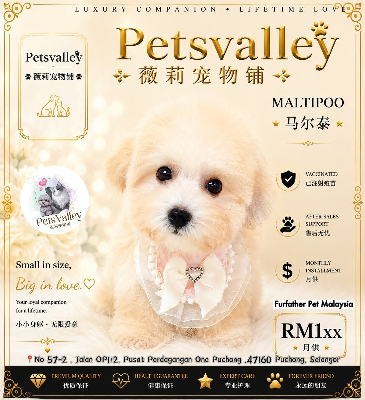 Maltipoo 马尔泰迪