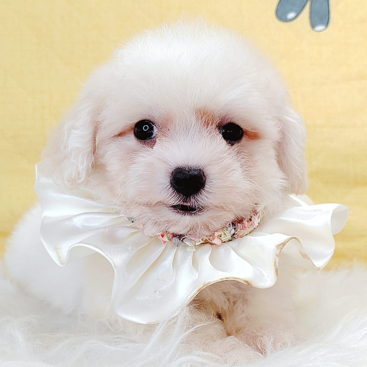 Bichonpoo 泰迪熊