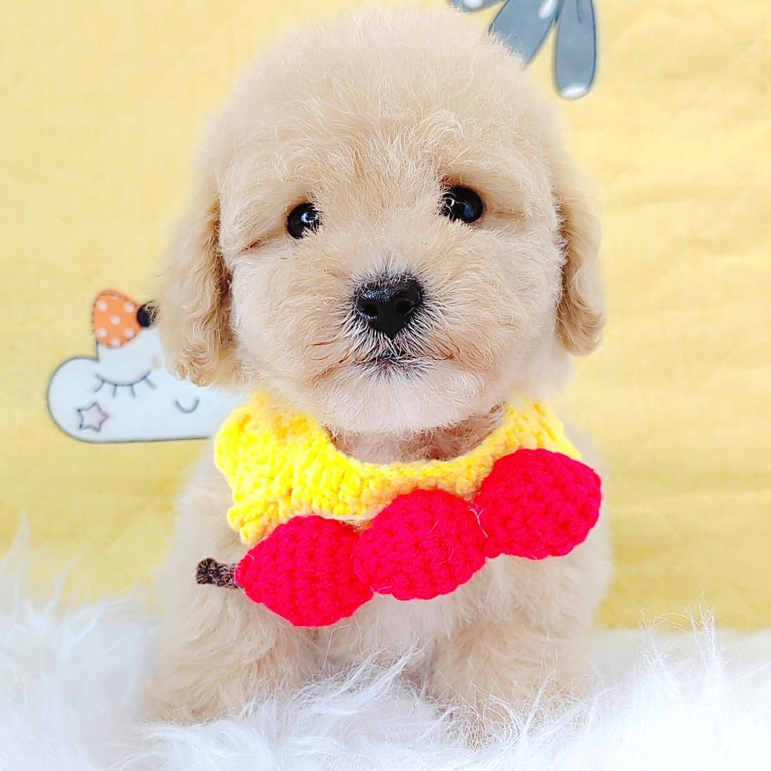 Poodle 娉拌开璐靛