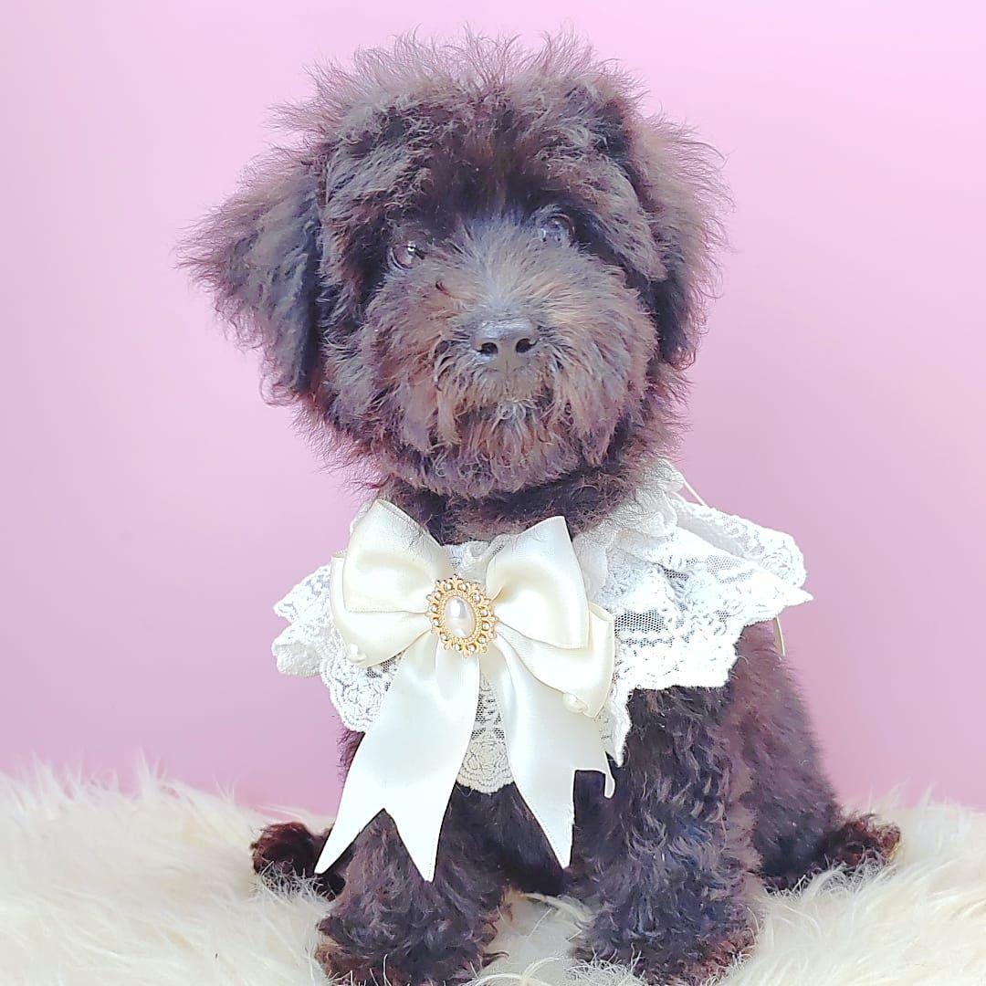 Poodle 娉拌开璐靛