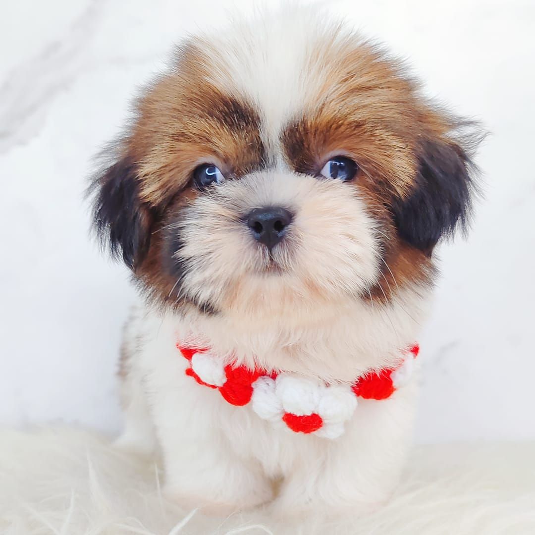 Shih Tzu 西施