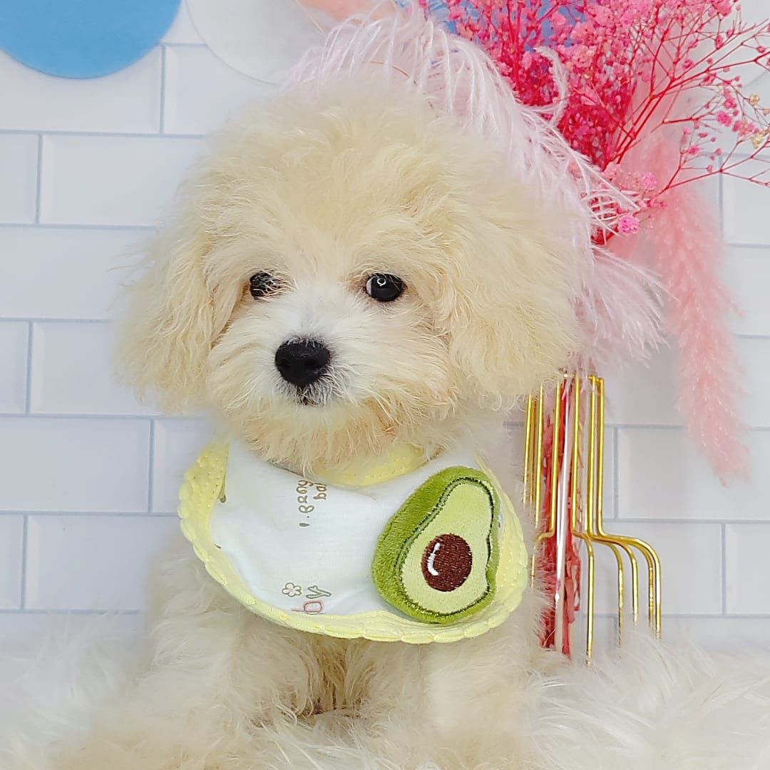 Maltipoo 马尔泰迪