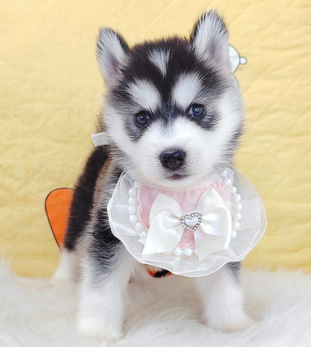 Pomsky 博士奇
