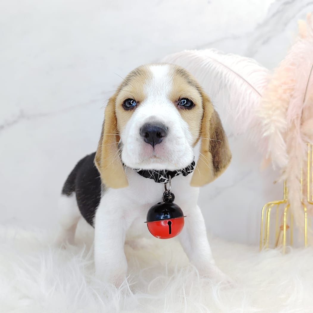 Beagle 米格鲁