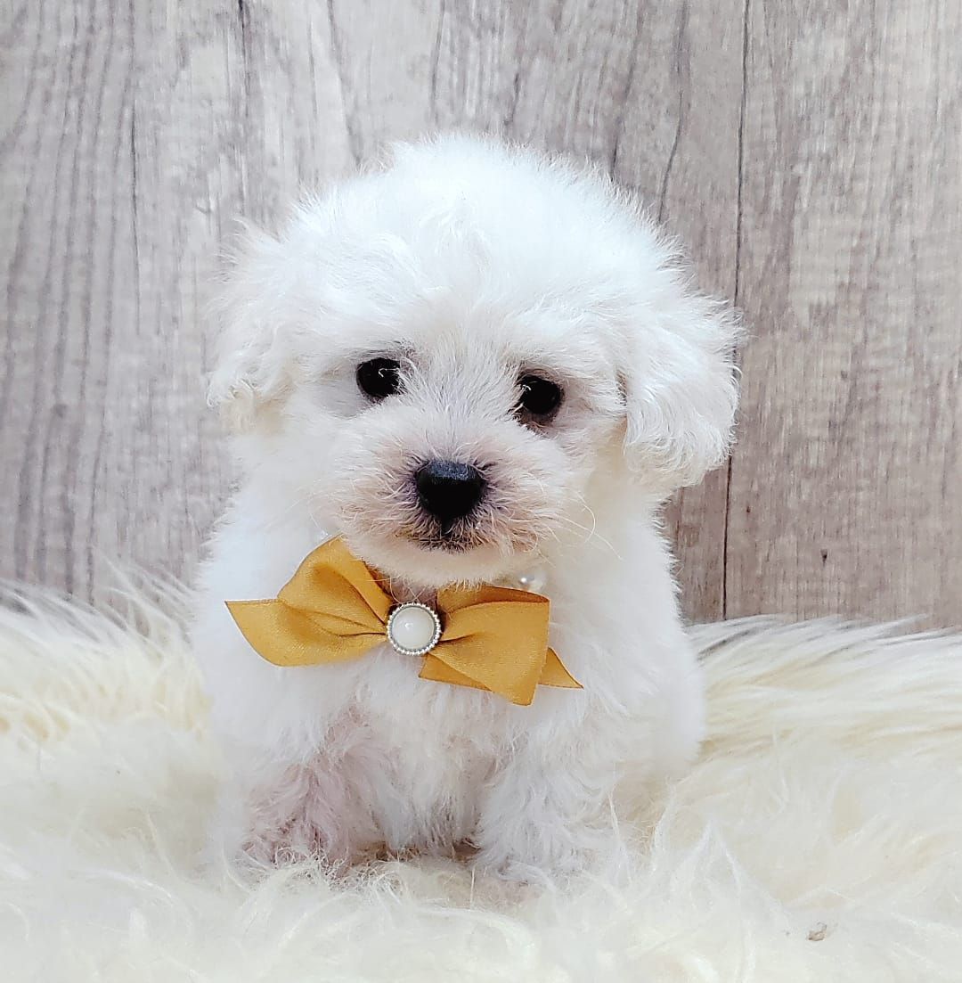 Poodle 娉拌开璐靛