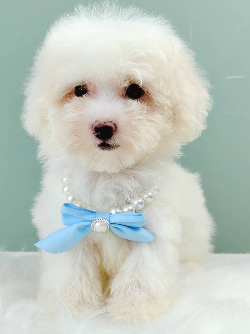Poodle 璐靛娉拌开