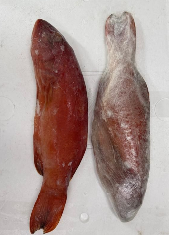 Coral Trout